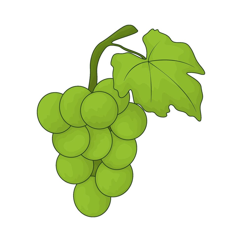 fresh grape illustration vector