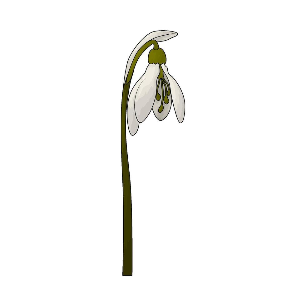 white snowdrop flower vector