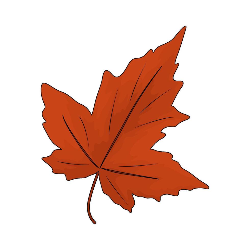 maple leaf illustration vector