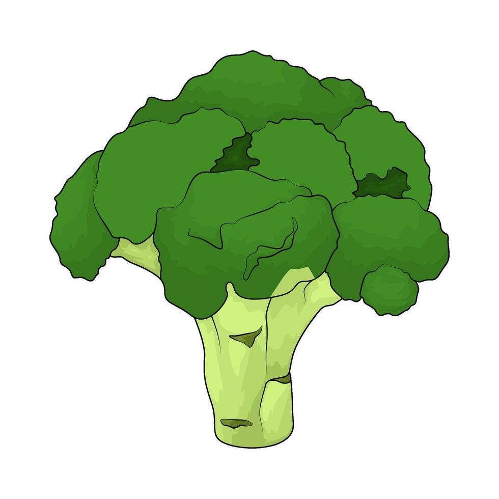 Healthy green broccoli vector