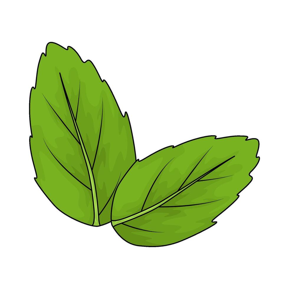 two leaves illustration vector