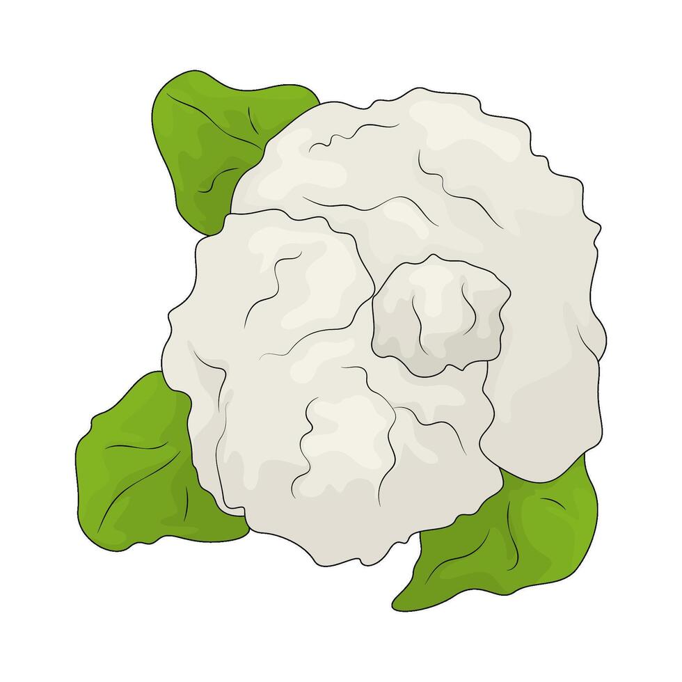 illustration of a cauliflower vector