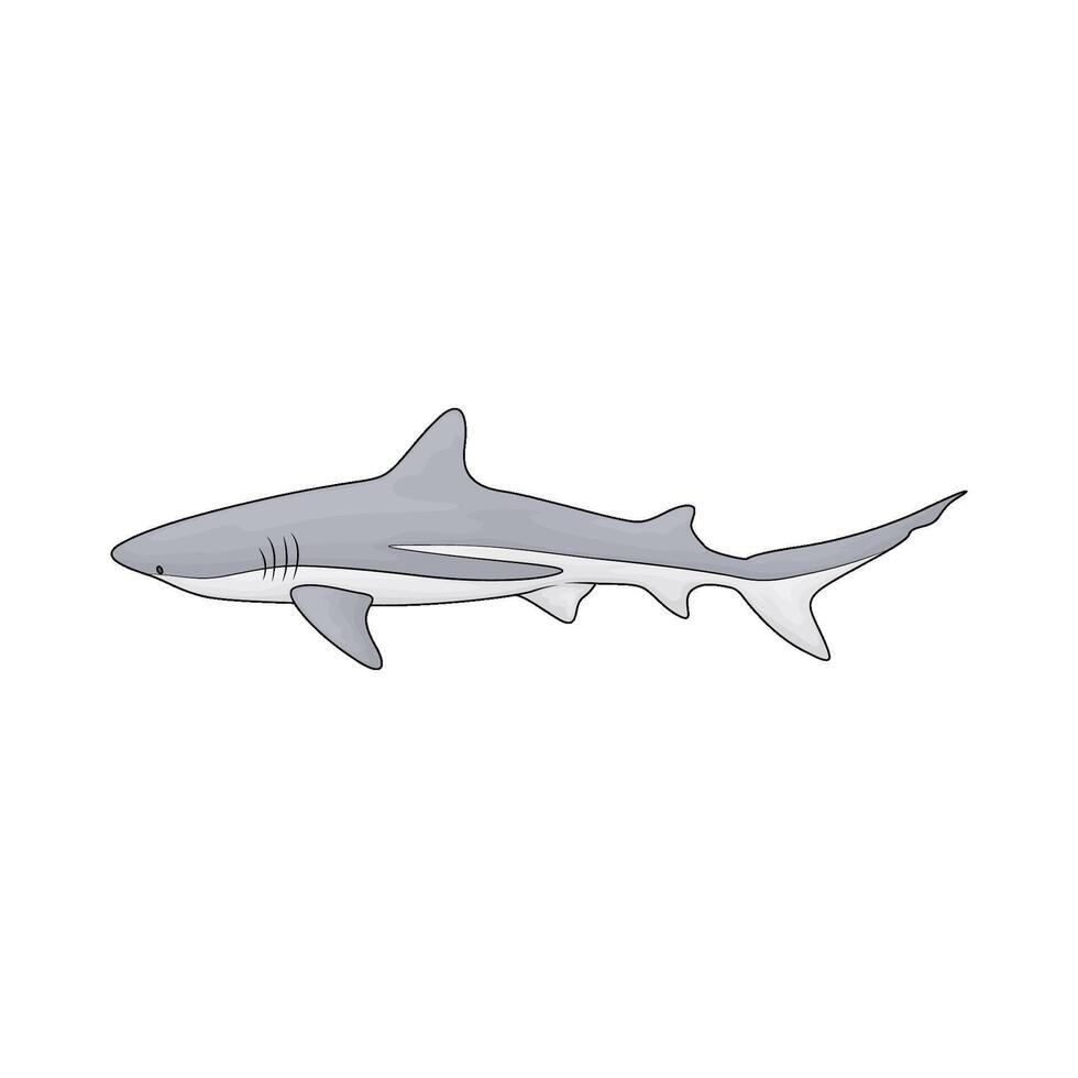 illustration of cute shark vector