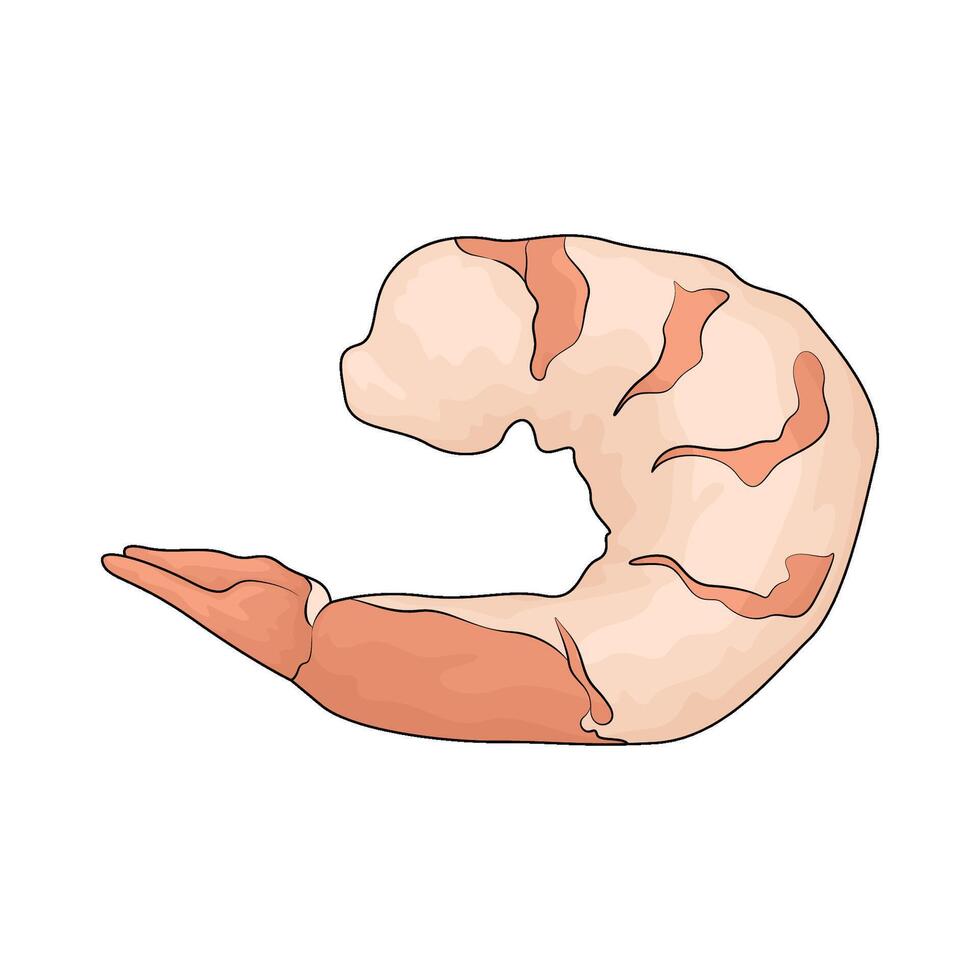 fresh shrimp illustration vector