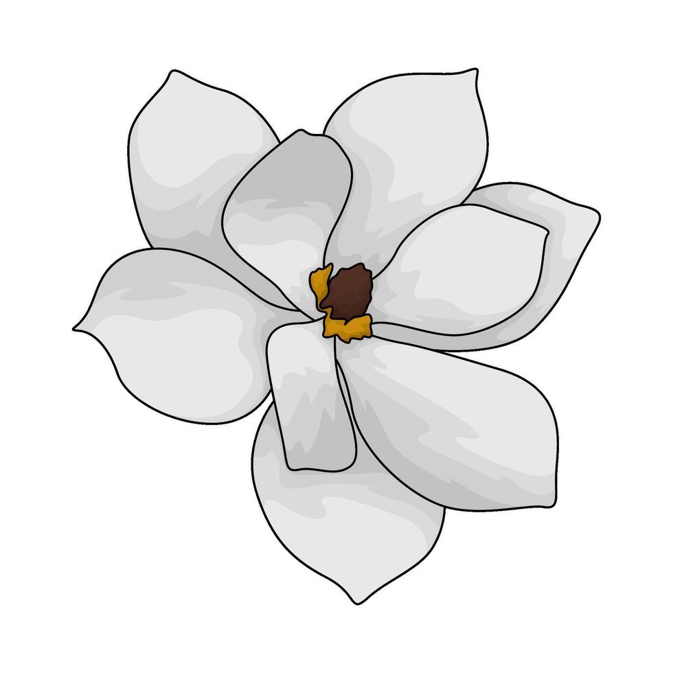 fresh magnolia flower vector