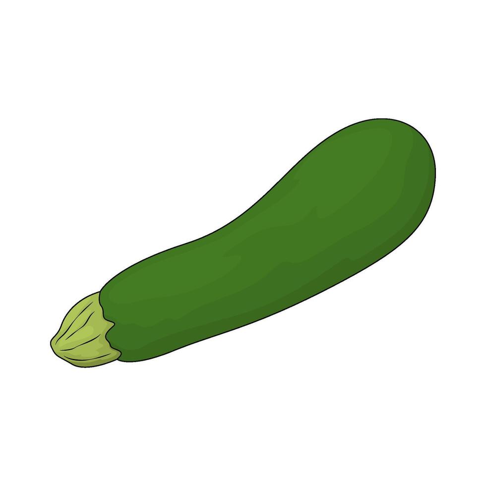 Diet zucchini illustration vector