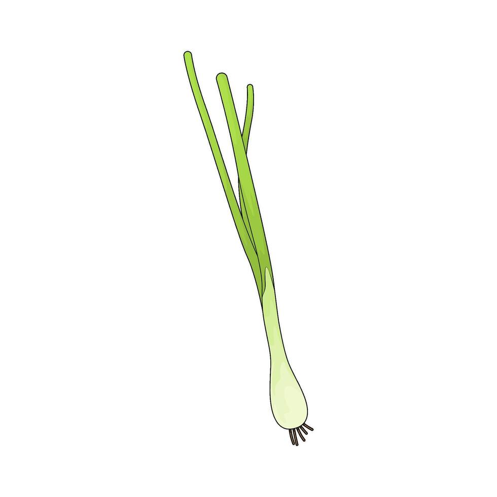 illustration of a leek vector