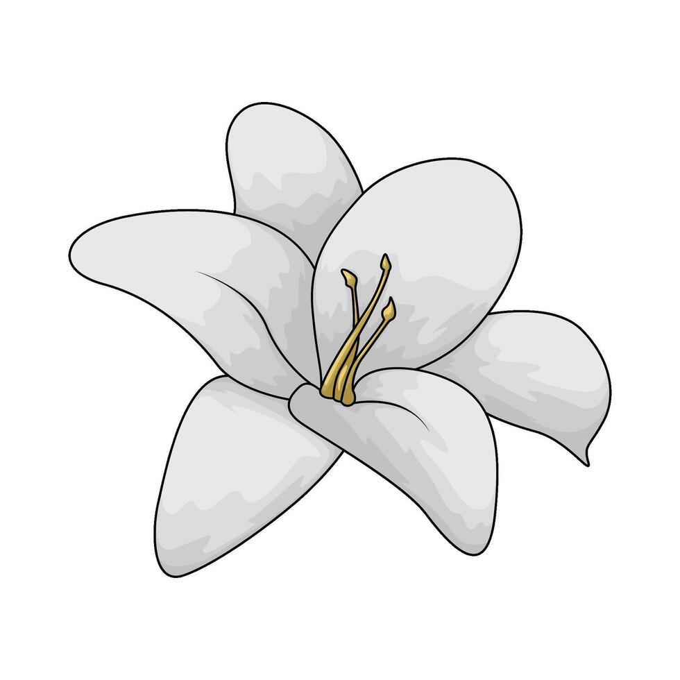 white lily flower vector