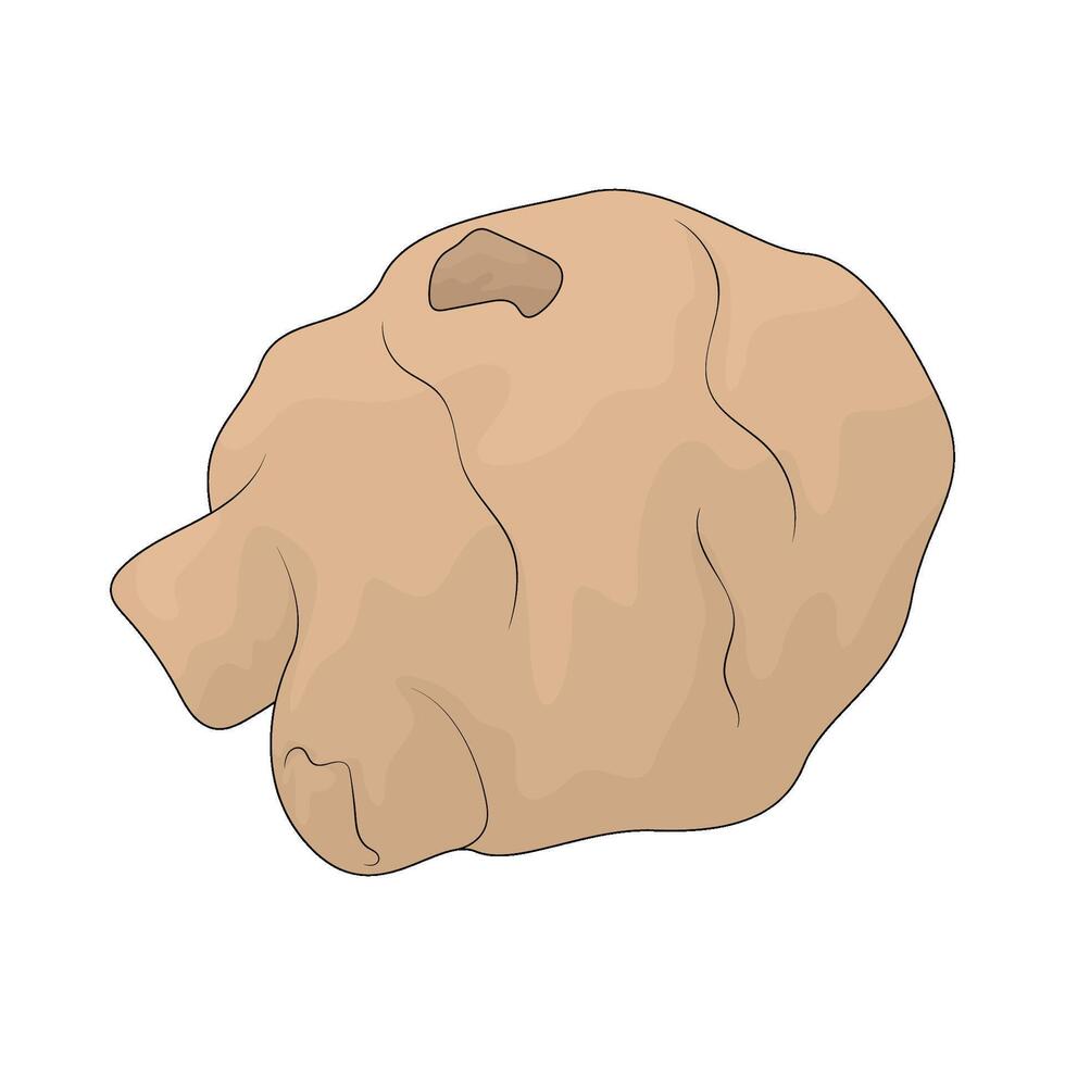 illustration of a sunchoke vector