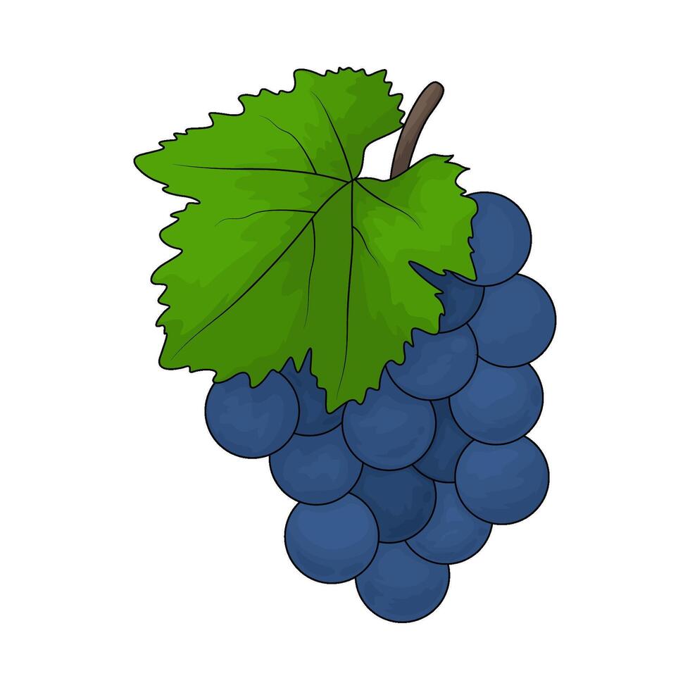 Healthy grape illustration vector