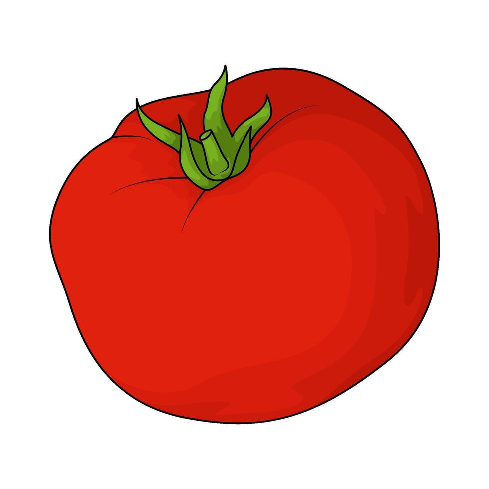 fresh red tomato vector