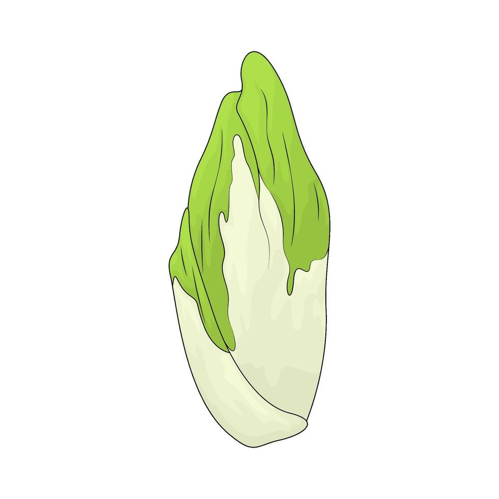 illustration of a Chinese cabbage vector