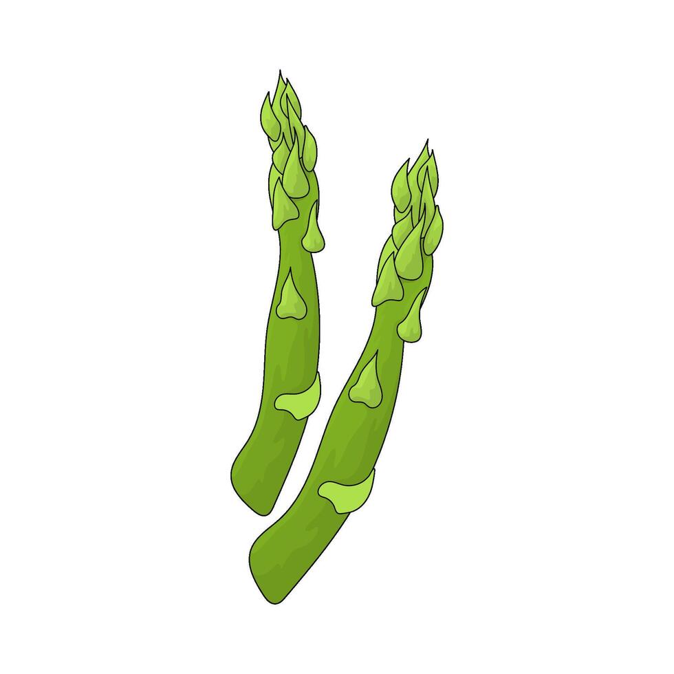 illustration of a asparagus vector