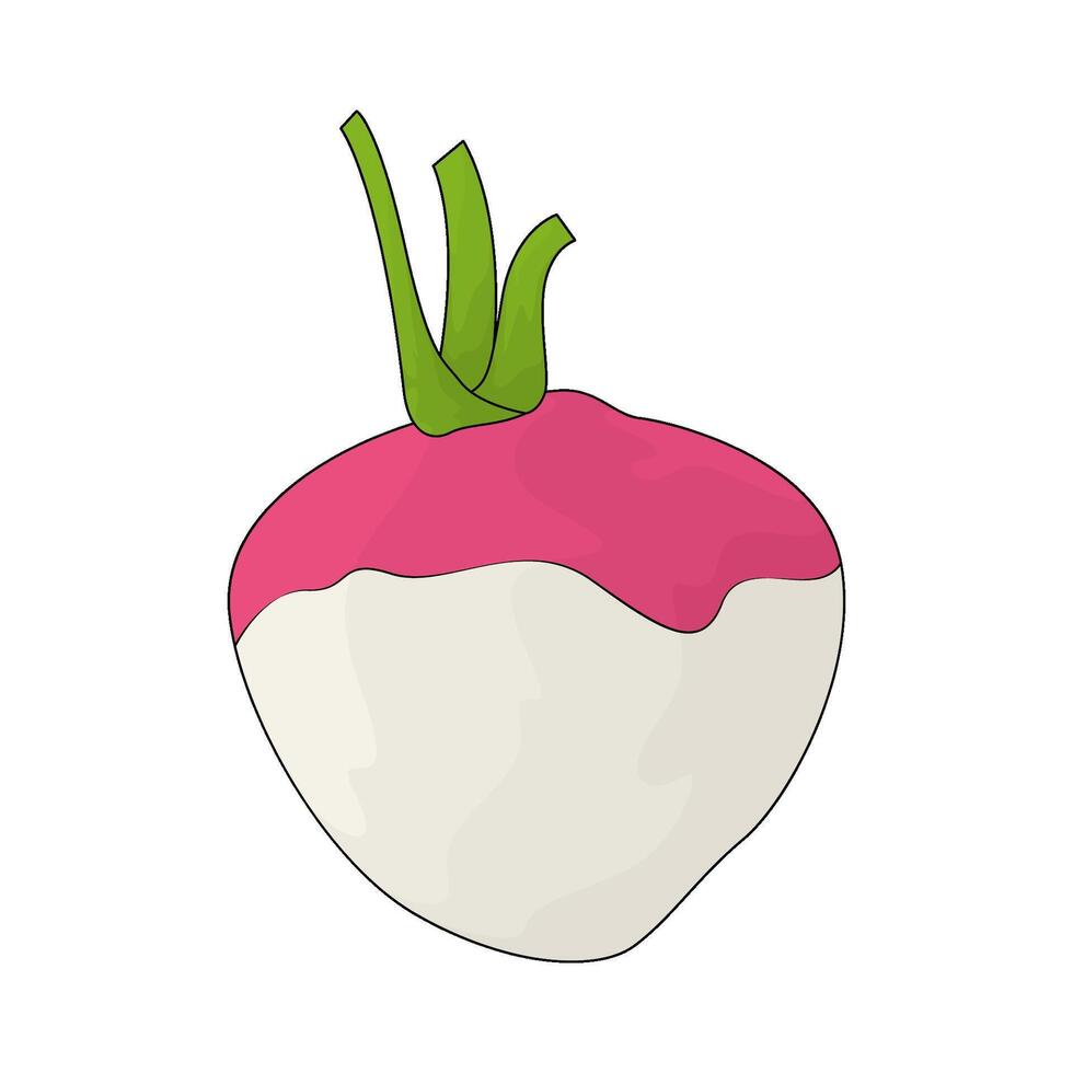 illustration of a fresh turnip vector