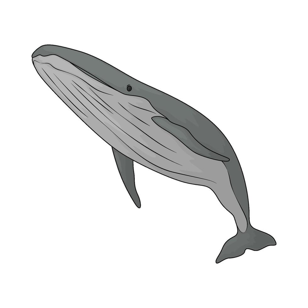 illustration of a whale vector