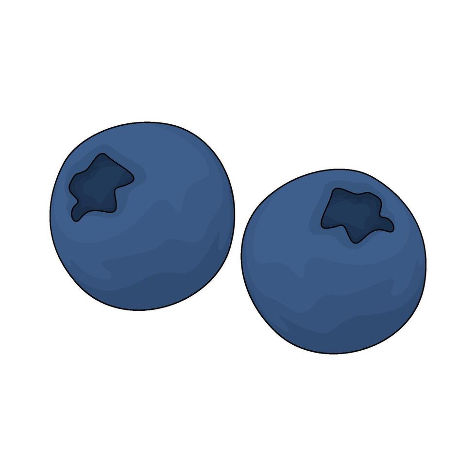 two blueberry illustration vector