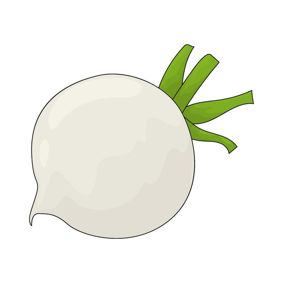 illustration of a turnip vector