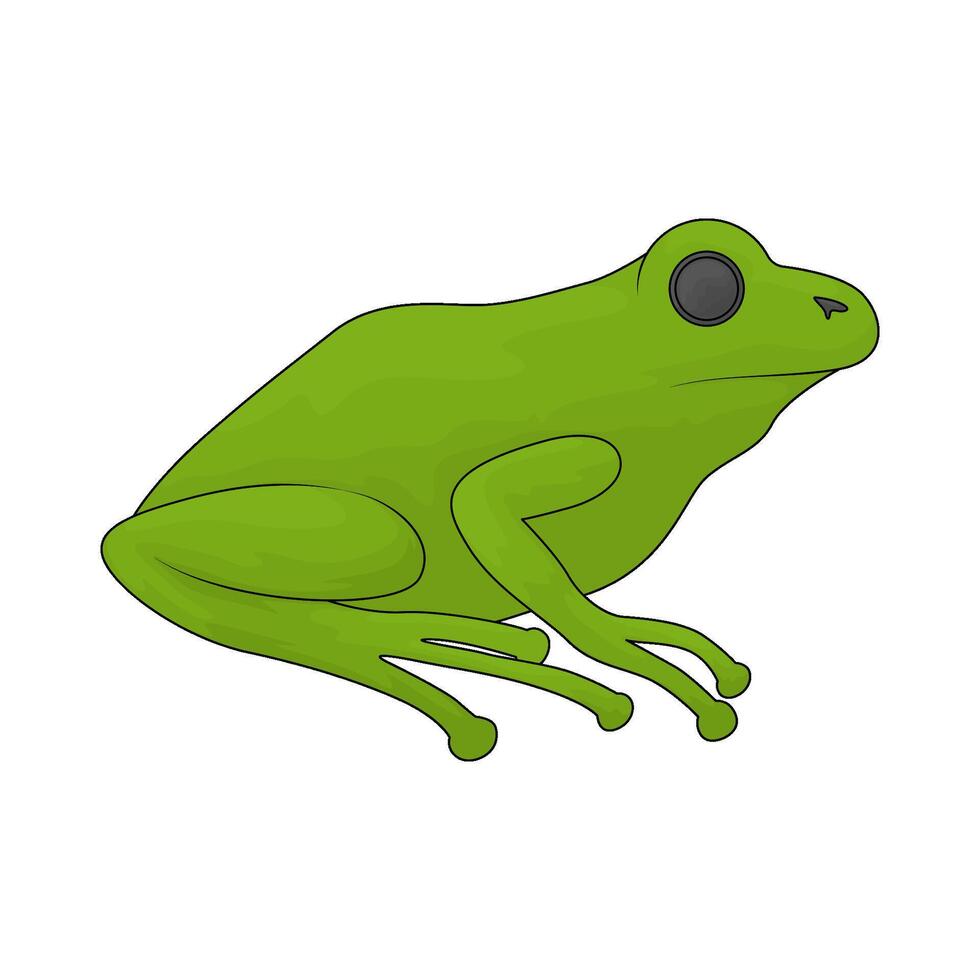 illustration of green frog vector