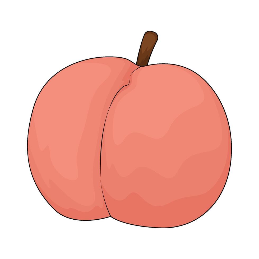 fresh peach illustration vector