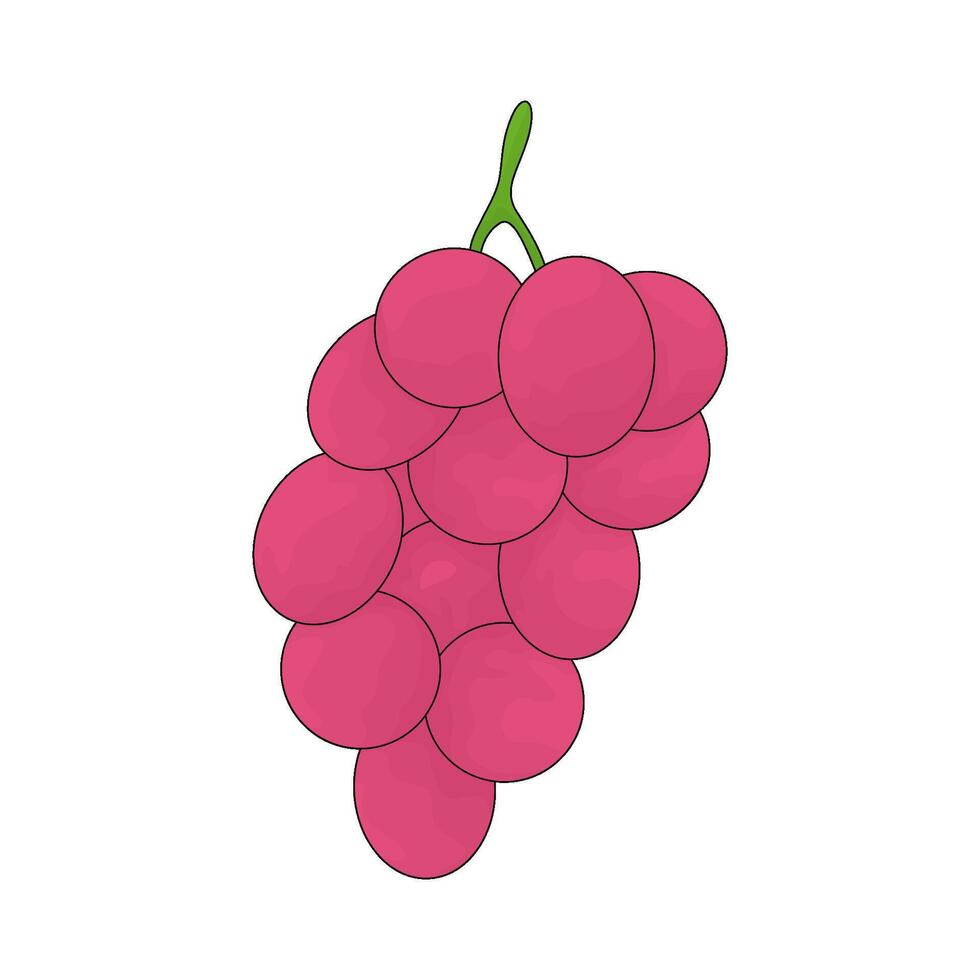 red grape illustration vector