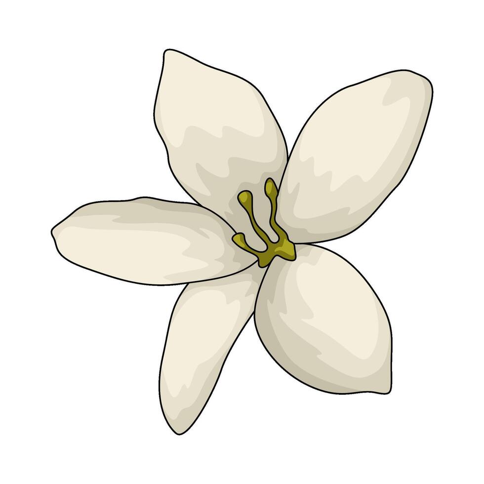 fresh white lily flower vector