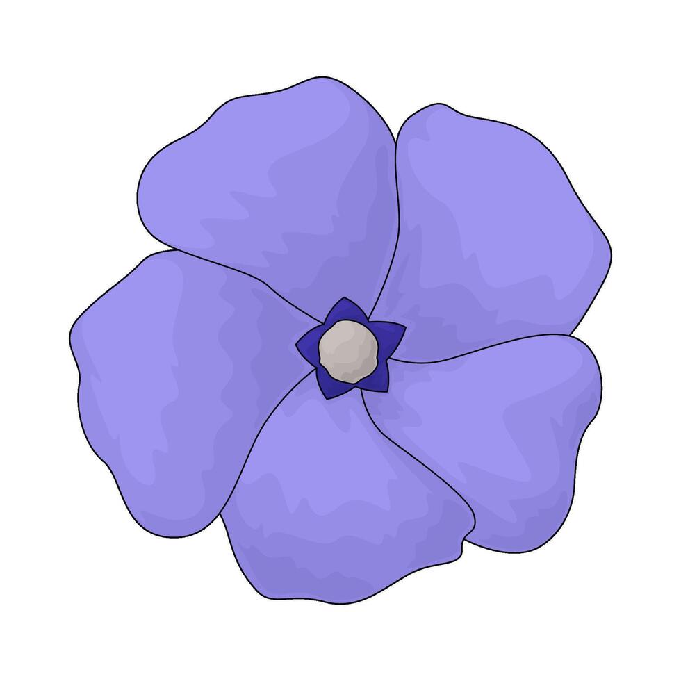 periwinkle flower illustration vector