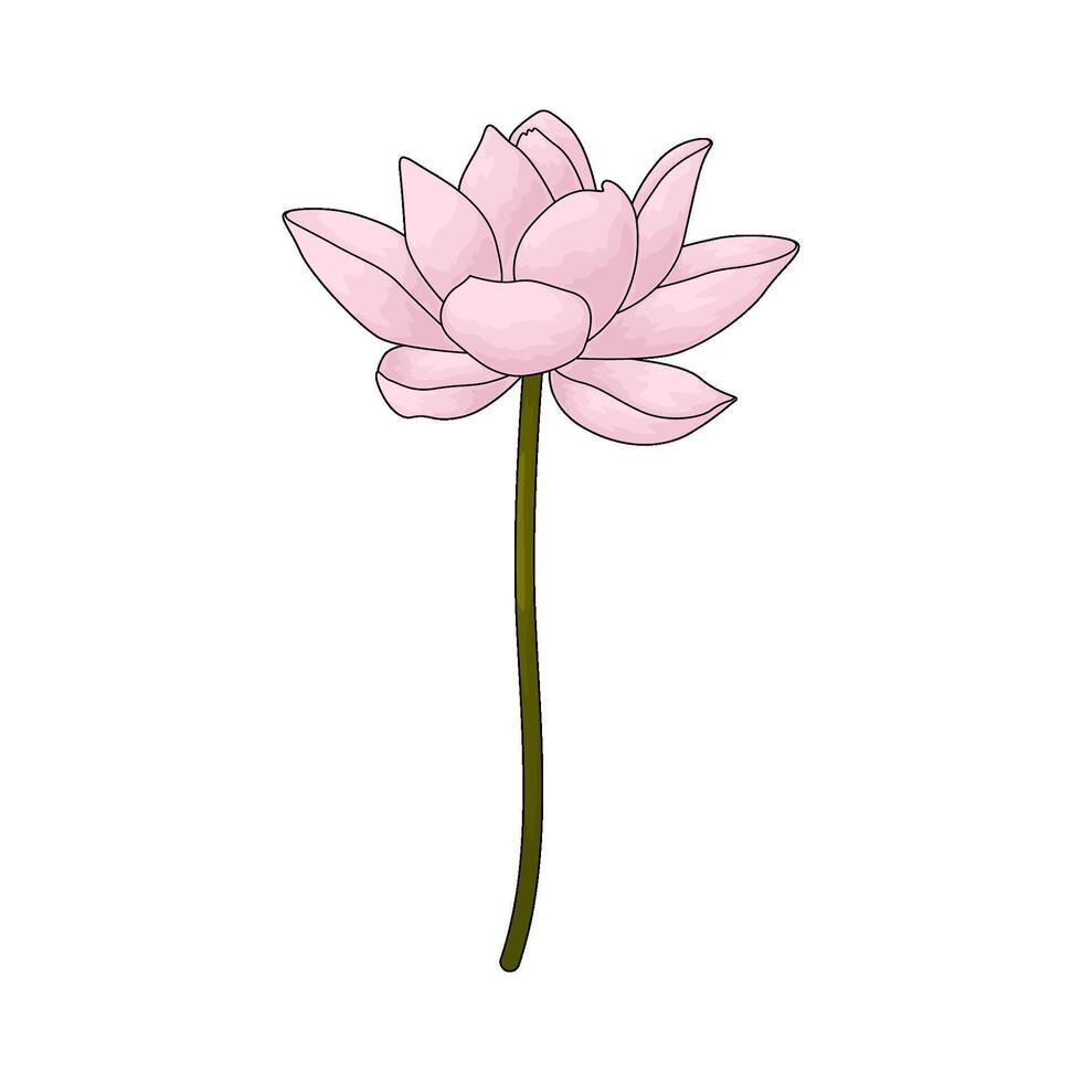 pink lotus flowers vector