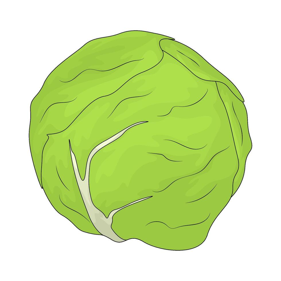illustration of a cabbage vector