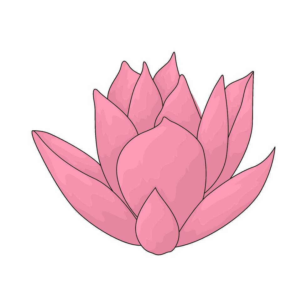 lotus flower illustration vector