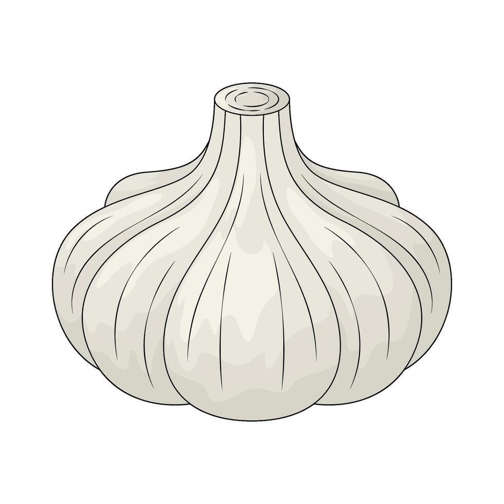 illustration of a fresh garlic vector