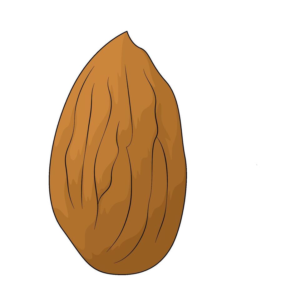 Healthy almond illustration vector