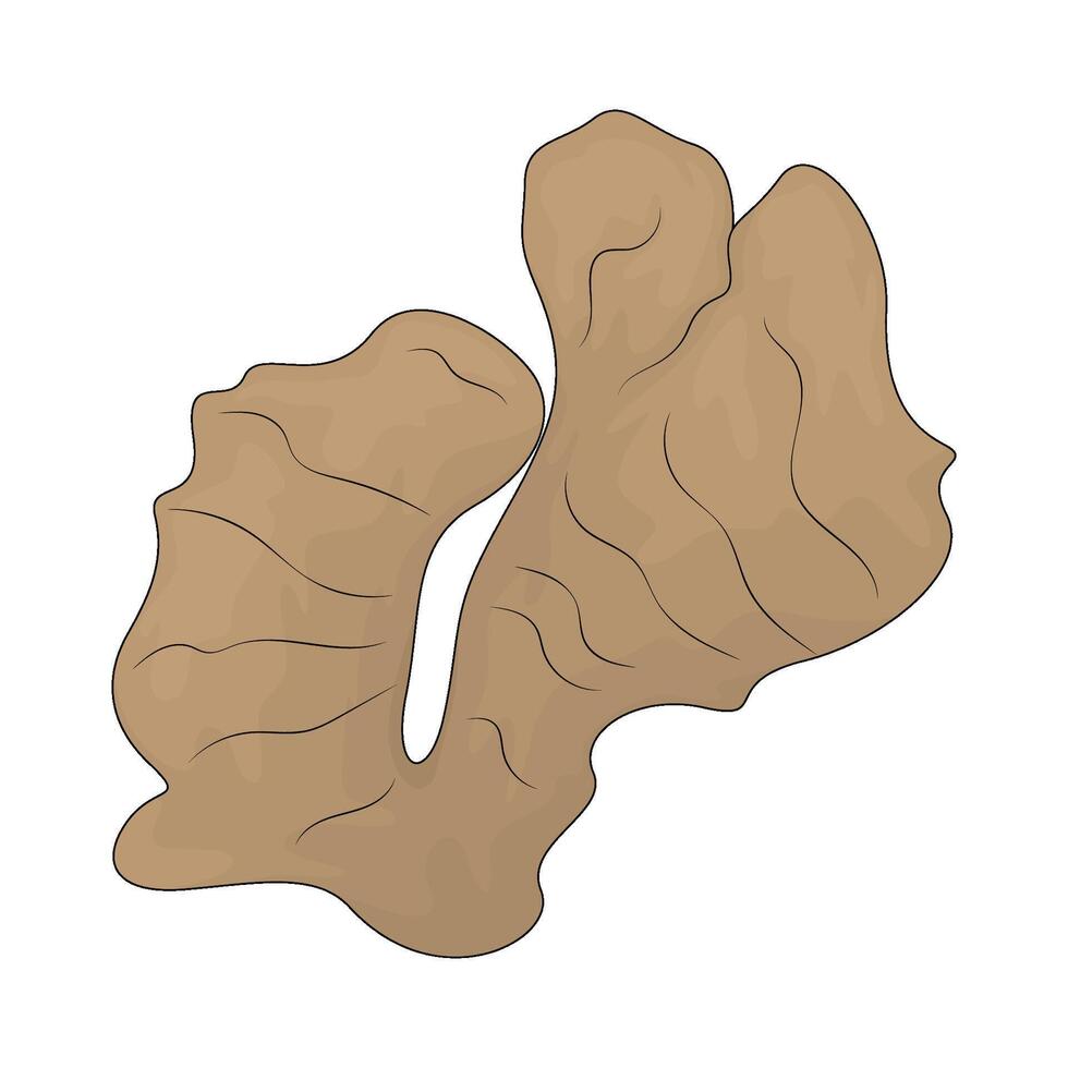 illustration of a ginger vector