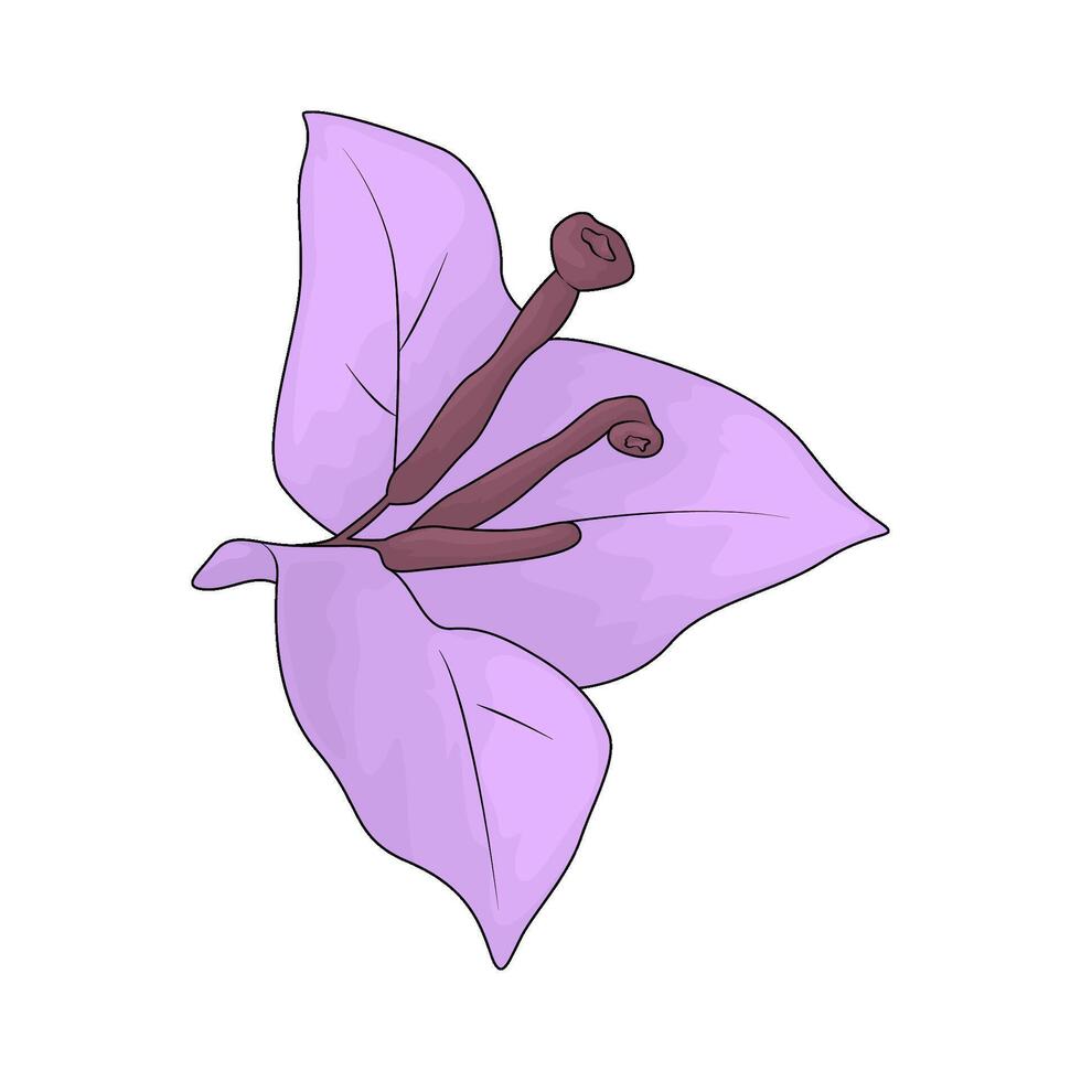 illustration of a bougainvillea vector