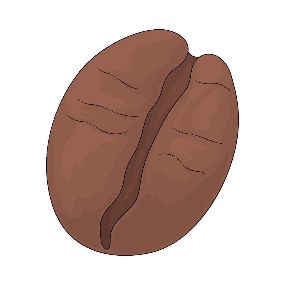 fresh coffee bean vector