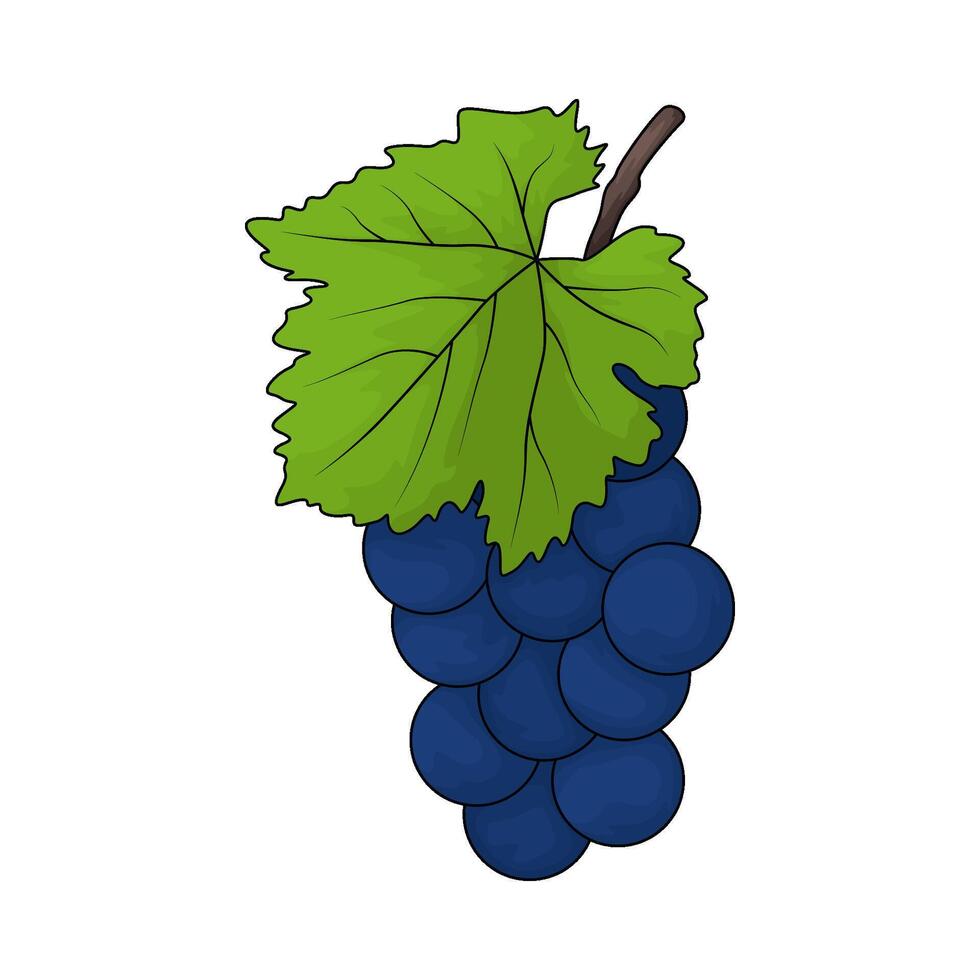 fresh grape illustrations vector