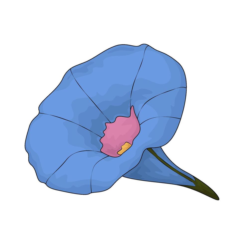 morning glory flower vector