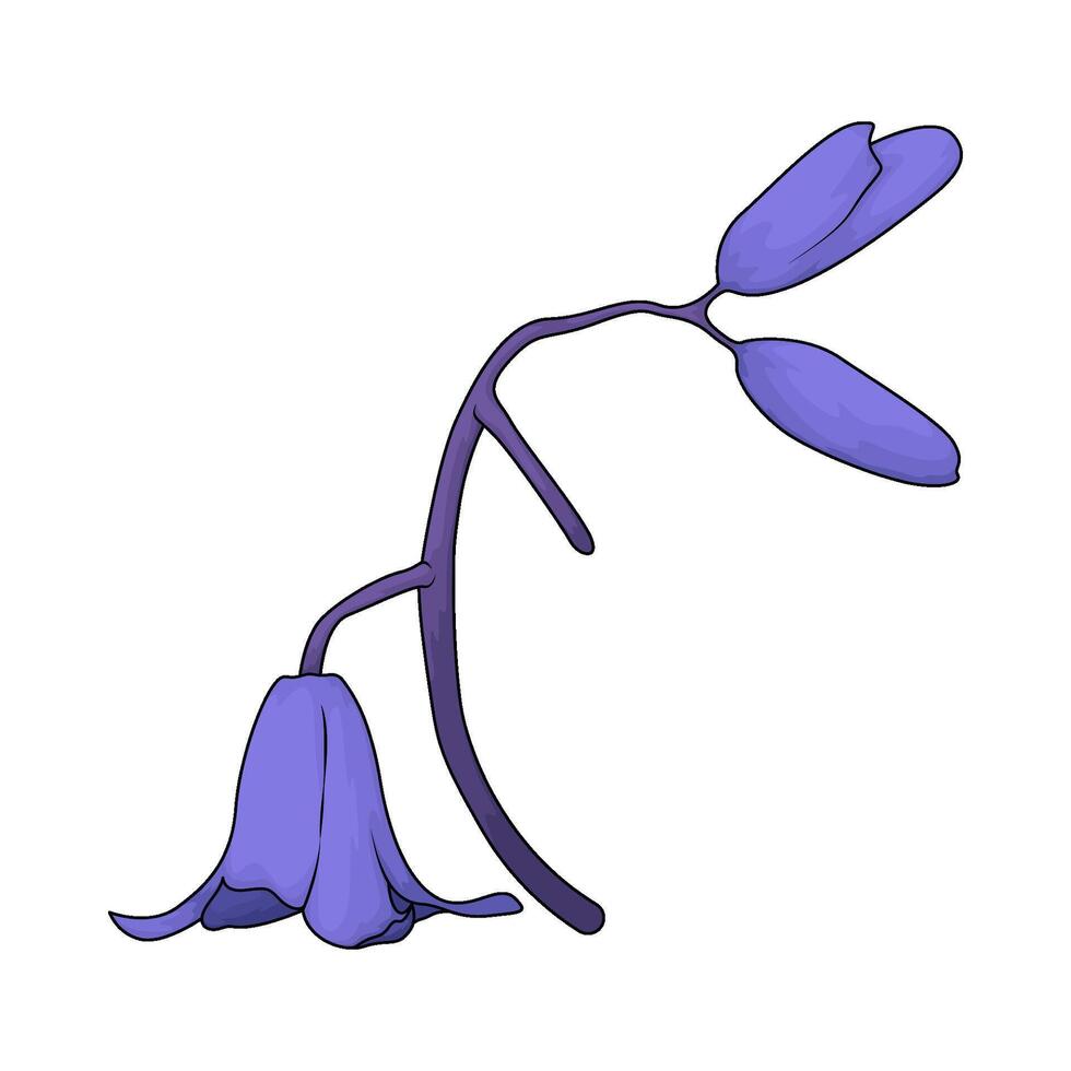 fresh bluebell flower illustration vector