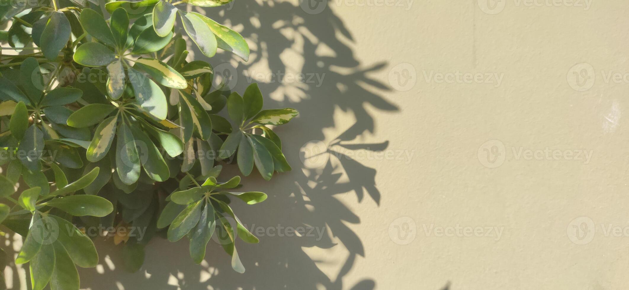 Exploring the artistic interplay of leaves and shadows against a muted wall in afternoon light photo