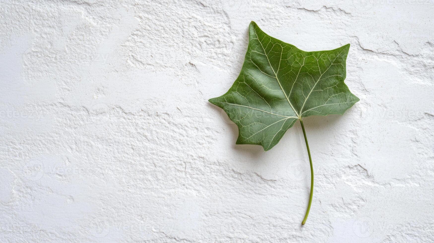 Green leaf with intricate veining lying on textured white background, displaying natural detail and minimalist aesthetic with clean design potential photo