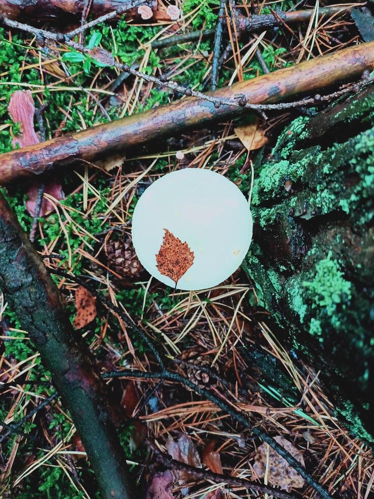 Mushroom in the forest photo