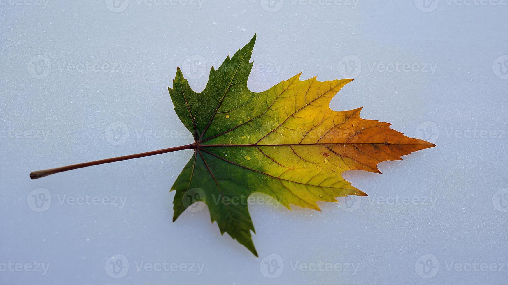 Colorful Maple Leaf on Light Background photo