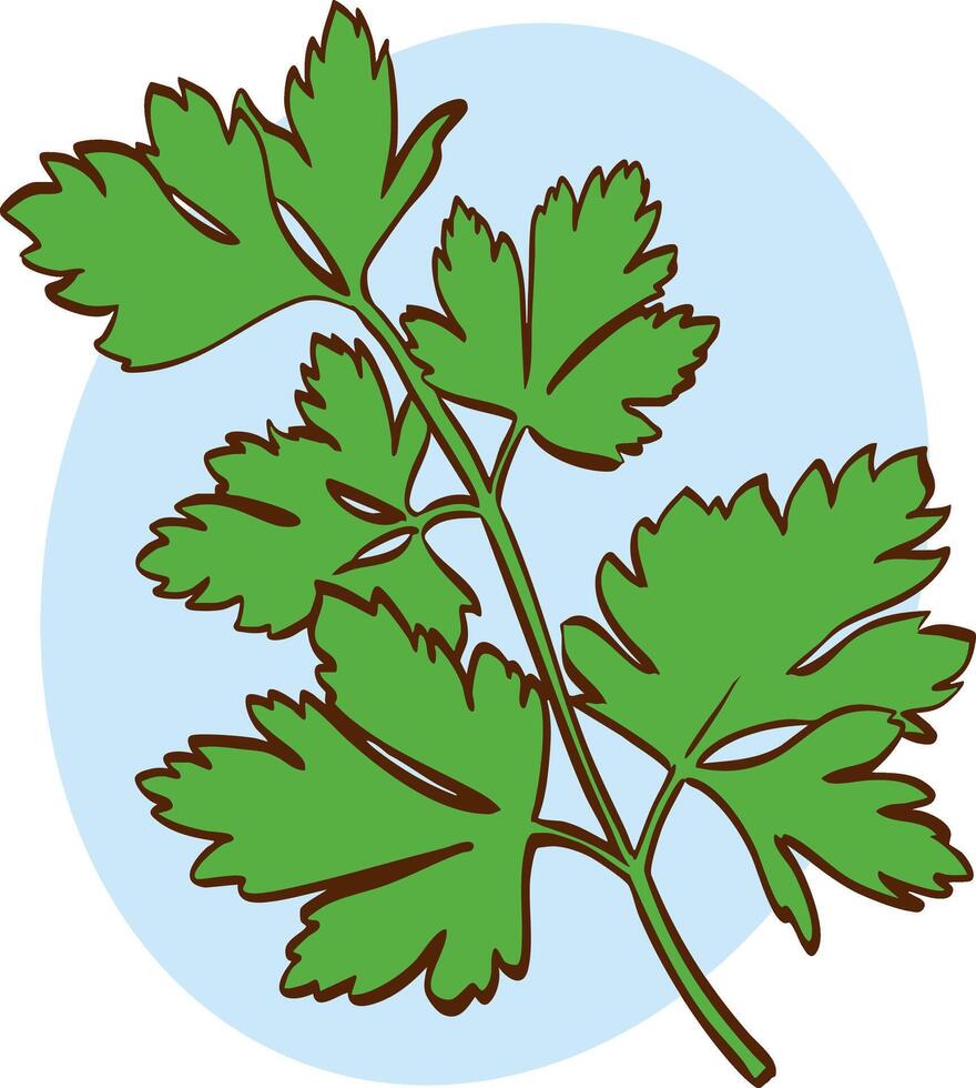 drawing of parsley plant leaf vector