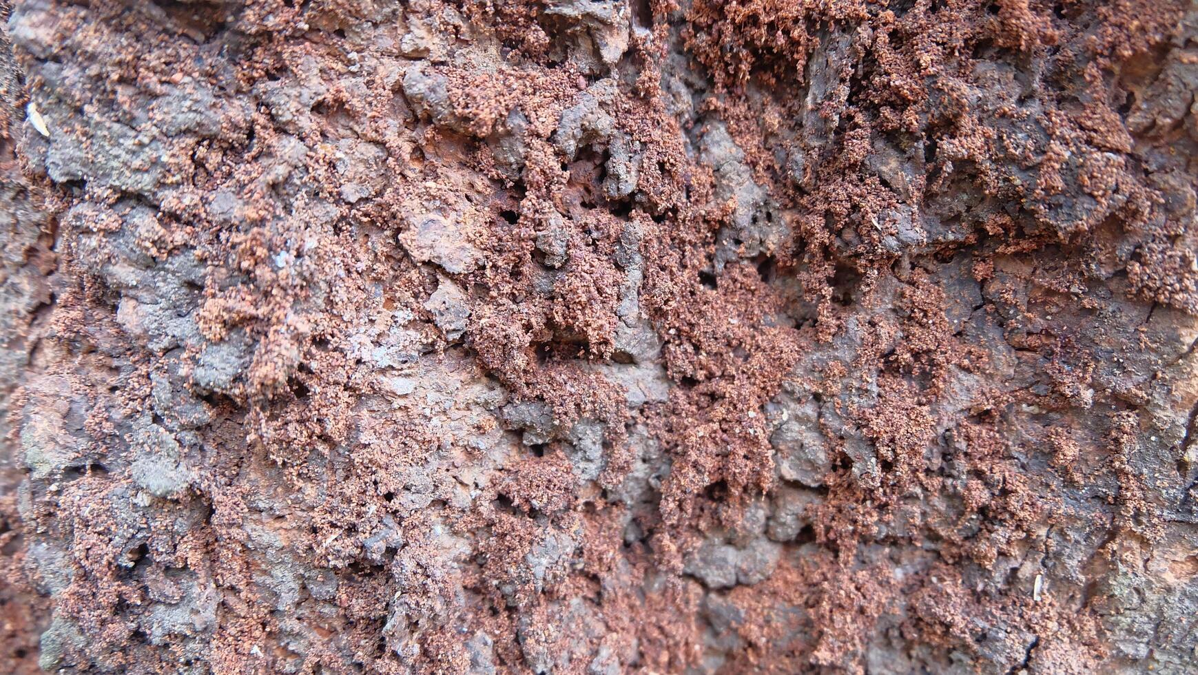 A close up of the bark of a tree photo