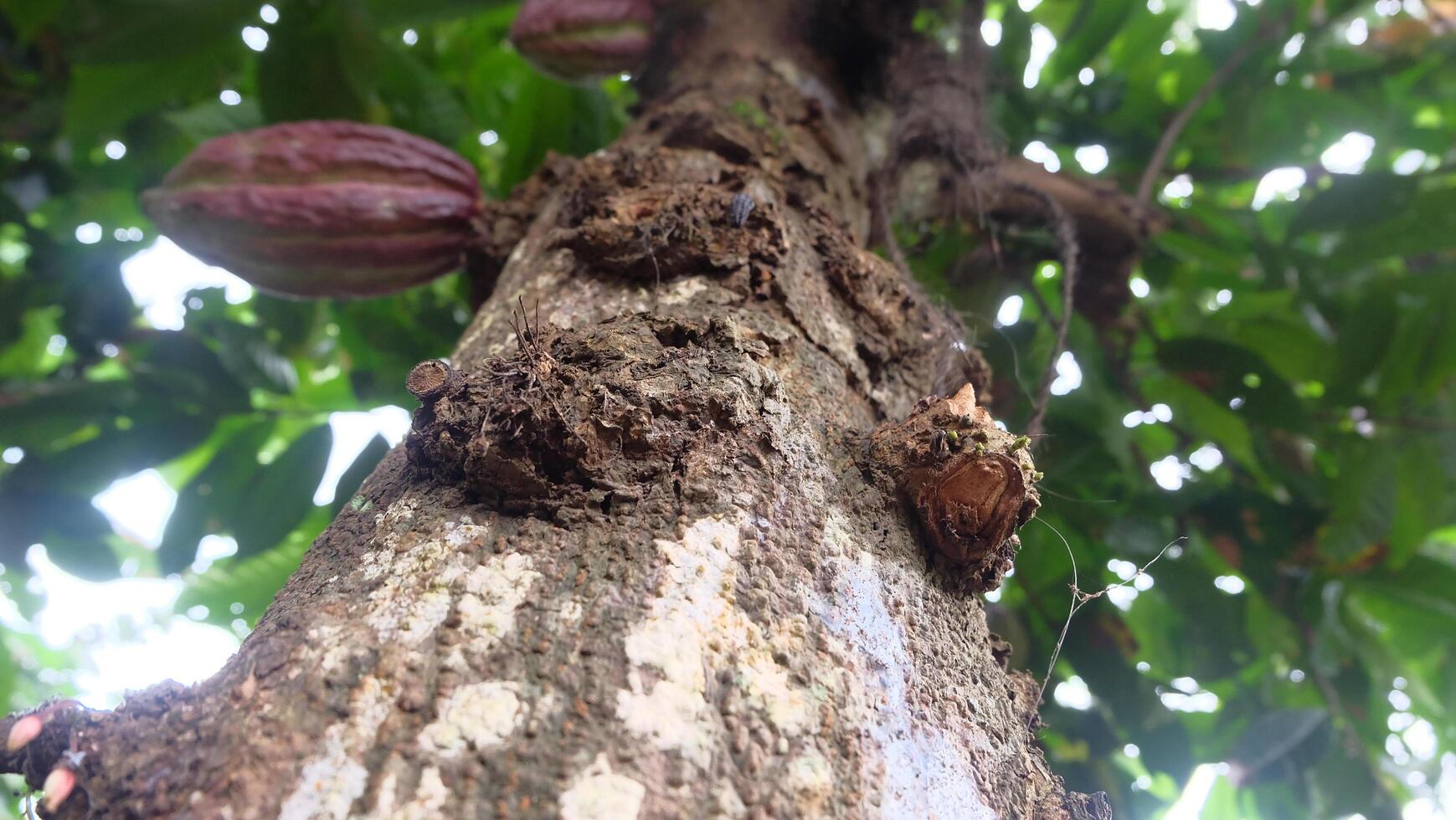 Cocoa tree in the rainforest photo