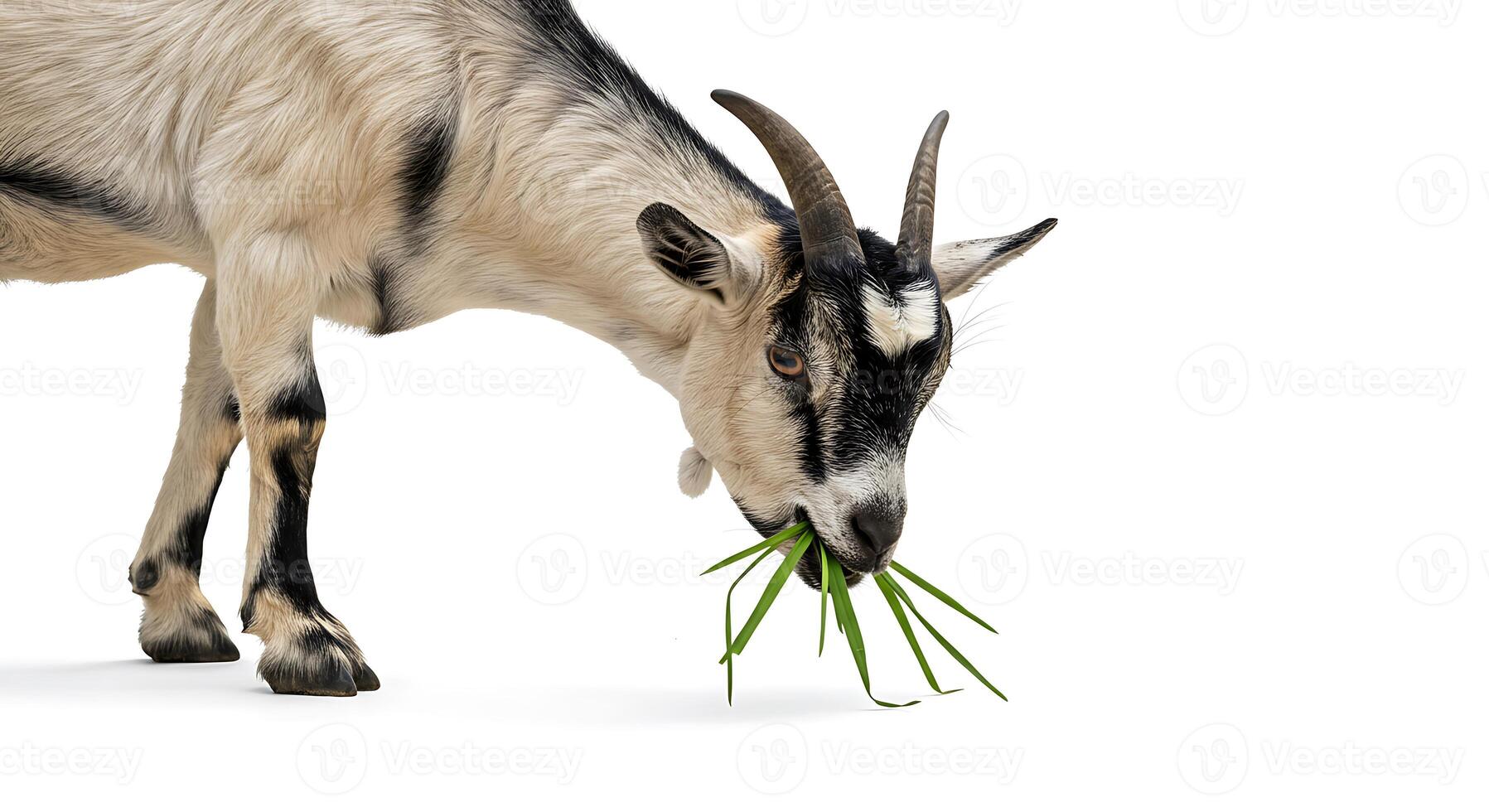 Goat Eating Grass on White Background Isolated photo