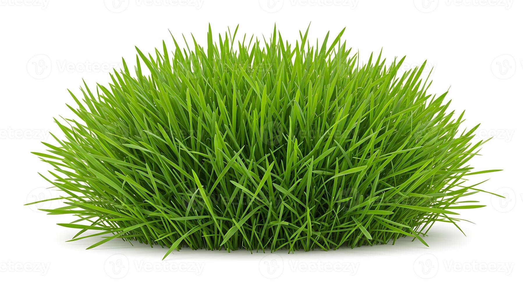 Green Grass Tuft Isolated on White Background for Design Elements photo
