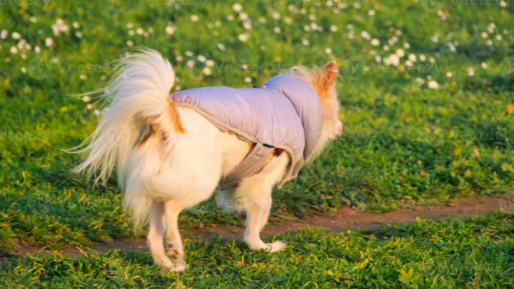 Delightful dog enjoys a sunny day in the park wearing a cozy jacket while exploring the grassy landscape photo