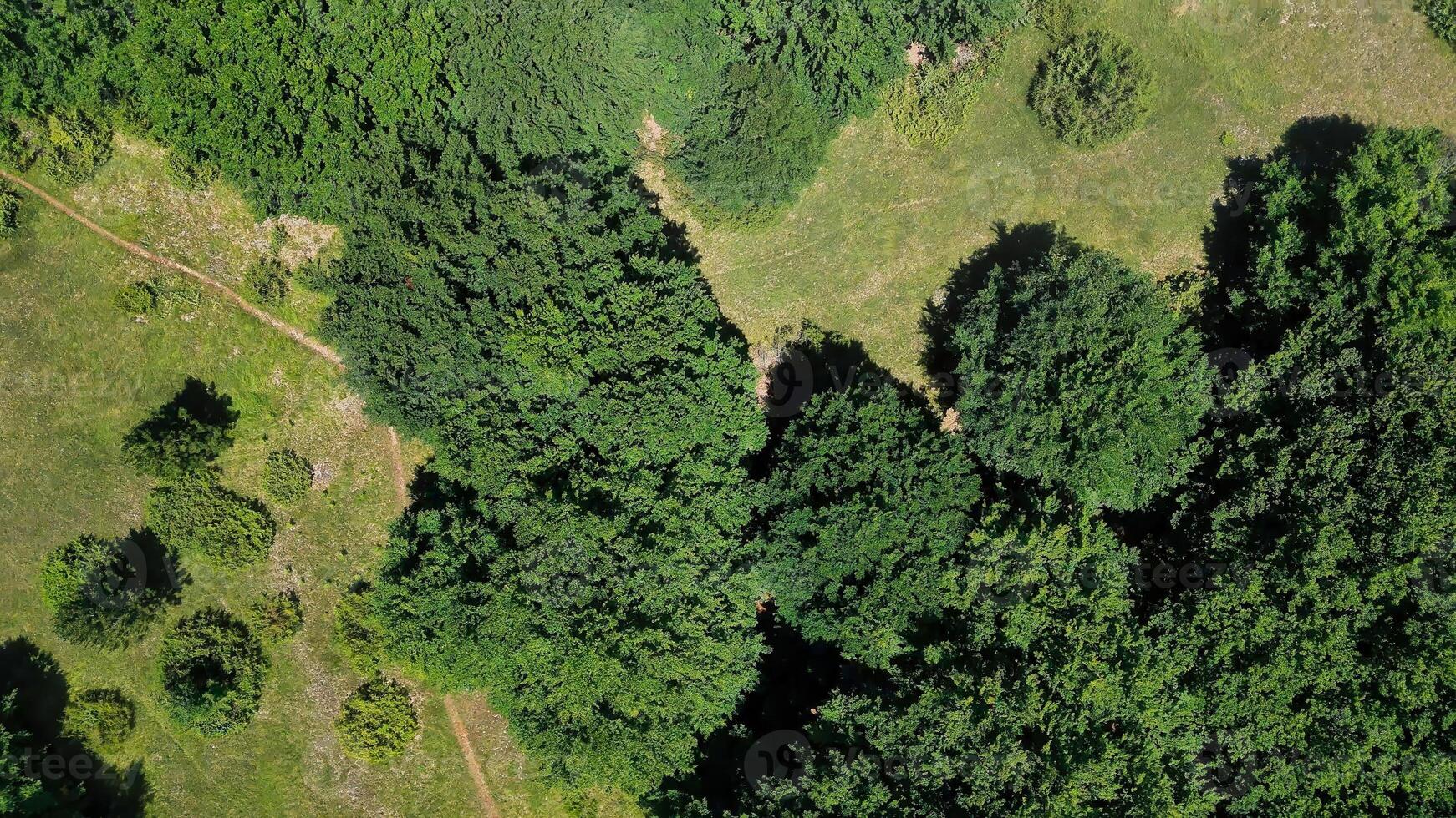Lush greenery forms a natural tapestry under the bright sun in a verdant landscape photo
