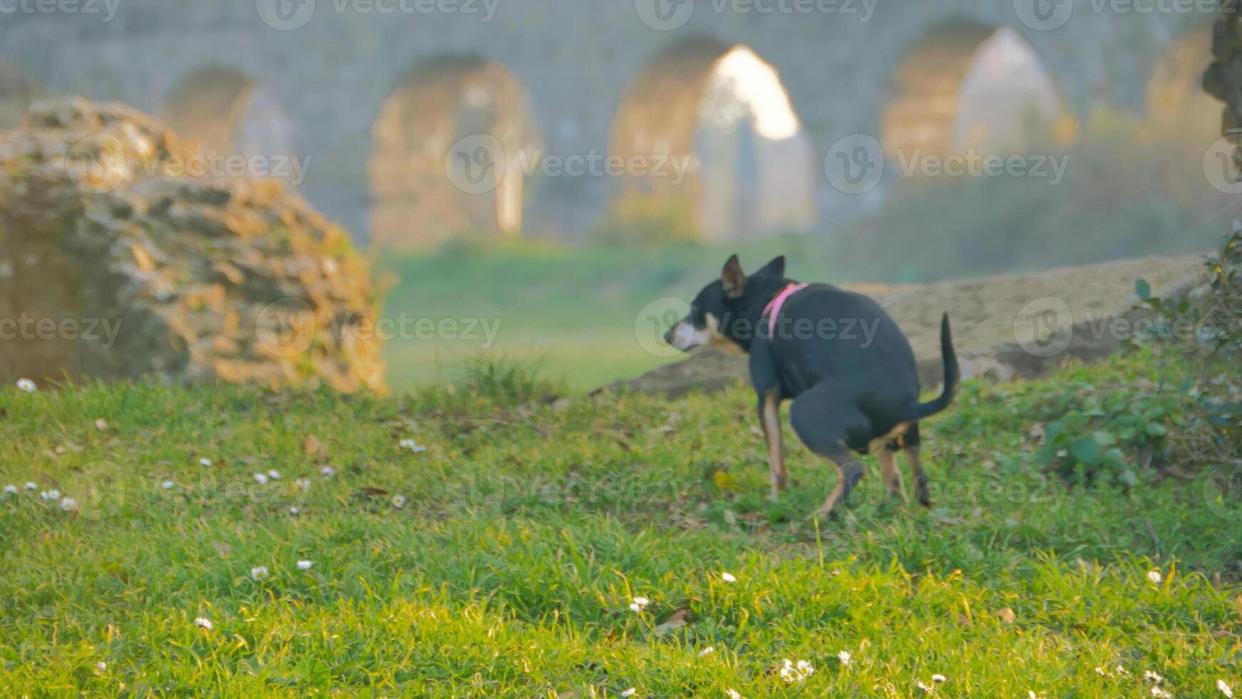 Black and white dog explores ancient ruins at dawn, creating a serene atmosphere filled with curiosity and history photo