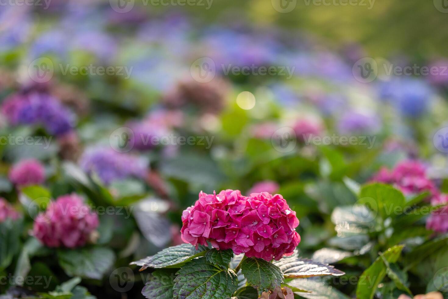 Hydrangea plant flower in full bloom on the background for spring and summer English country cottage garden for perennial and annual photo